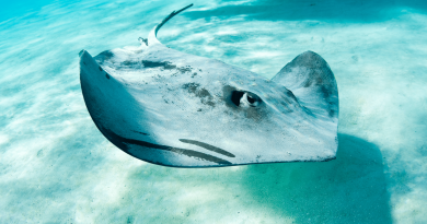 Stingray-inspired robot cracks the mystery of how rays swim