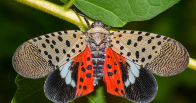 The Crucial Role of Cities in the Lanternfly Invasion