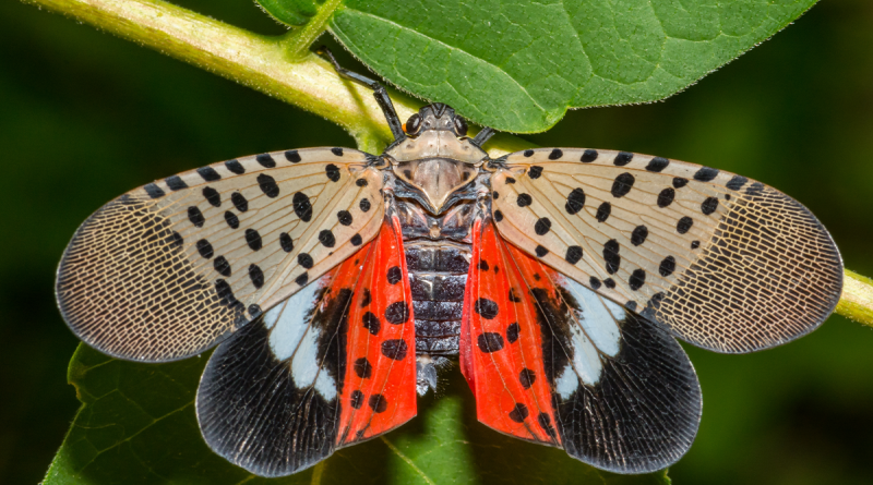 The Crucial Role of Cities in the Lanternfly Invasion