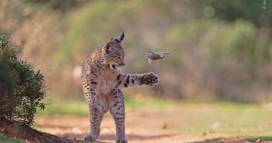 16 astonishing images from the 2026 Wildlife Photographer of the Year awards