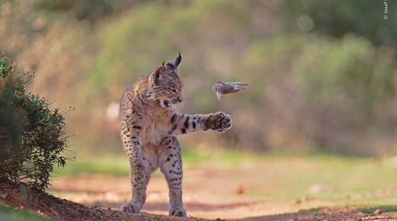 16 astonishing images from the 2026 Wildlife Photographer of the Year awards