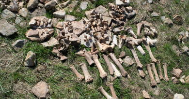 Why bison hunters abandoned a kill site 1,200 years ago