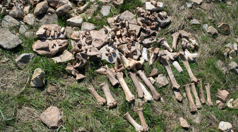 Why bison hunters abandoned a kill site 1,200 years ago
