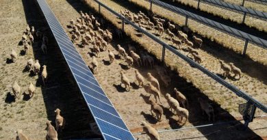 Woolly power: How sheep are helping Australia’s green energy boom