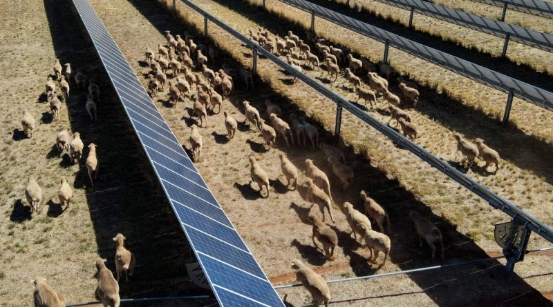 Woolly power: How sheep are helping Australia’s green energy boom