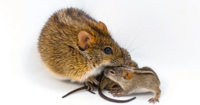 Scientists find genetic ‘switch’ in mice that turns caring dads into violent brutes