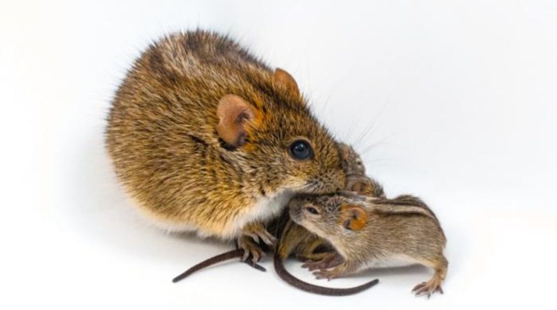 Scientists find genetic ‘switch’ in mice that turns caring dads into violent brutes
