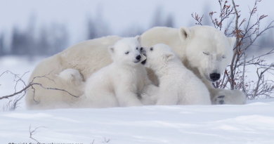 11 cool phtos to celebrate International Polar Bear Day