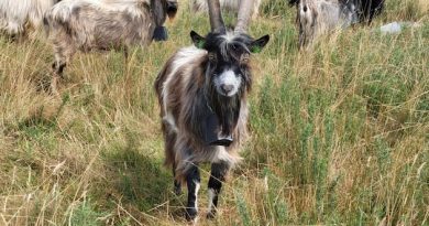 The old Irish goat is a living link to Ireland’s Bronze Age