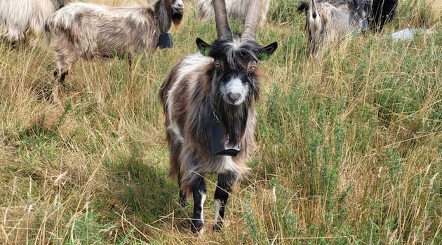 The old Irish goat is a living link to Ireland’s Bronze Age