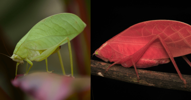 Green insect turns a puzzling shade of hot pink
