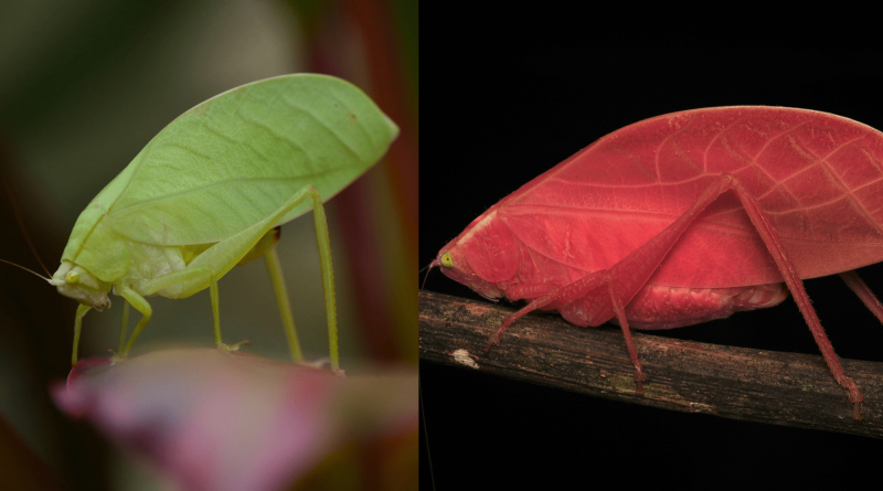 Green insect turns a puzzling shade of hot pink