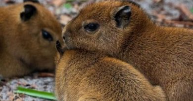 Watch: Florida’s Palm Beach Zoo announces births of capybara triplets