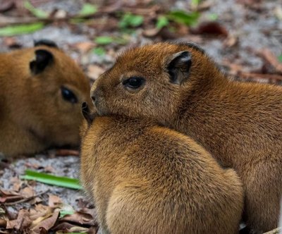 Watch: Florida’s Palm Beach Zoo announces births of capybara triplets