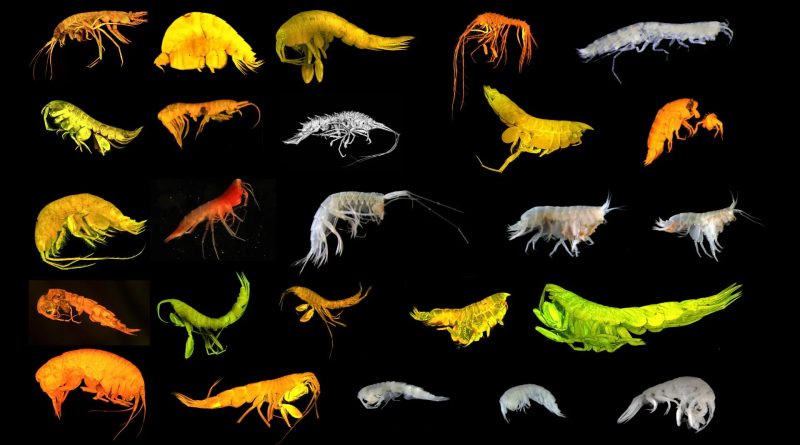 Scientists Discover a New Branch of Life in the Deep Sea
