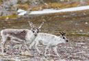 Why do female reindeer have antlers? Cannibalism, probably. 