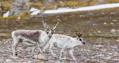 Why do female reindeer have antlers? Cannibalism, probably. 