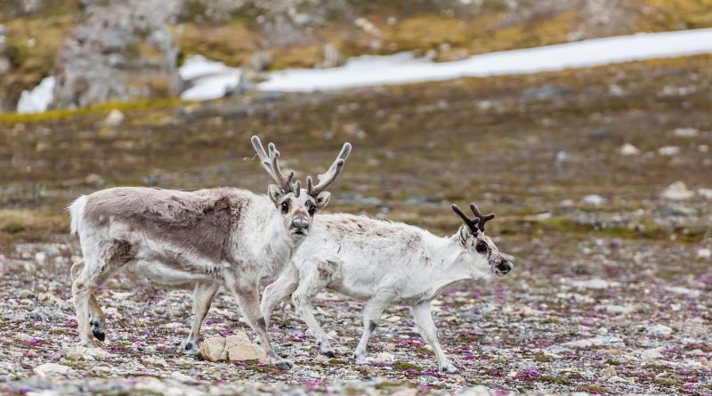 Why do female reindeer have antlers? Cannibalism, probably. 