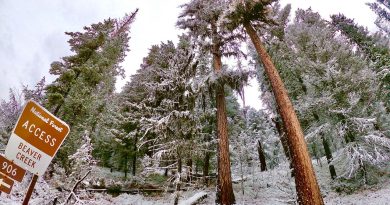 The Trump administration wants to open precious East Coast forests to logging and mining