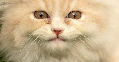 The best YouTube channels for your cat (and why cats like them)