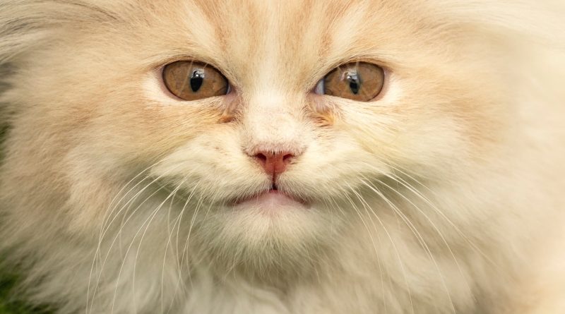 The best YouTube channels for your cat (and why cats like them)