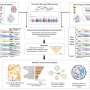 Cell-by-cell analysis uncovers 345 risk genes across six neuropsychiatric disorders
