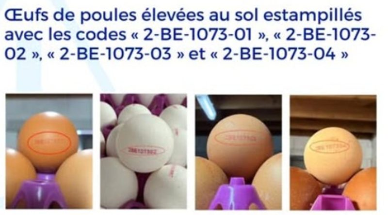 Salmonella egg outbreak sickens 230 in Belgium