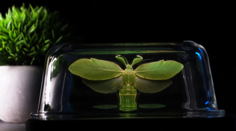 Viral TikTok Shows How To Make Your Phone Project A Hologram Illusion – And It Actually Works