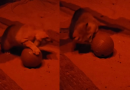 Even wild desert cats love catnip