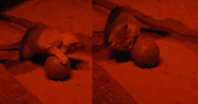 Even wild desert cats love catnip