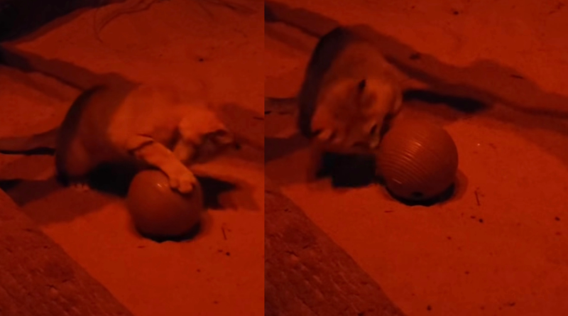 Even wild desert cats love catnip Even wild desert cats love catnip