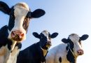 Cow tipping isn’t real and other myths about farm life
