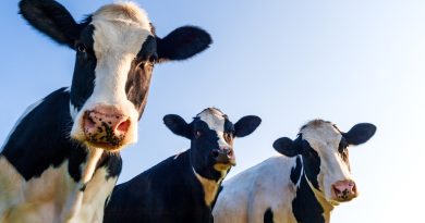 Cow tipping isn’t real and other myths about farm life