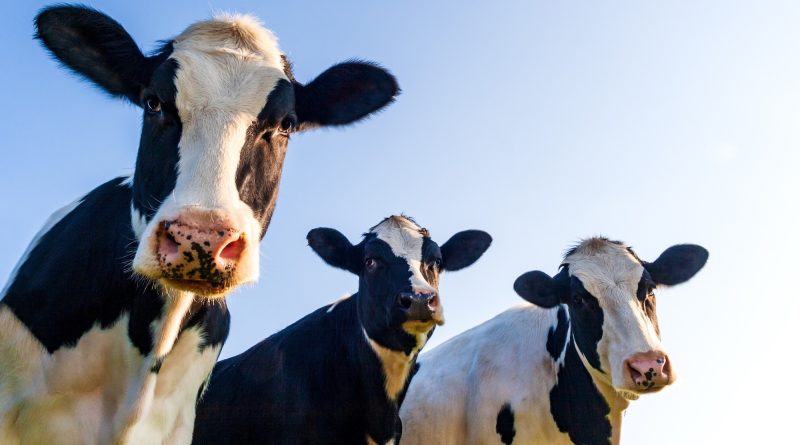 Cow tipping isn’t real and other myths about farm life