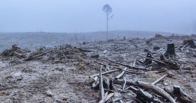 Victoria claims to have stopped native logging. So why is it importing Tasmanian forests?
