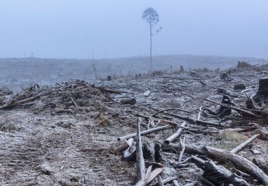 Victoria claims to have stopped native logging. So why is it importing Tasmanian forests? Victoria claims to have stopped native logging. So why is it importing Tasmanian forests?