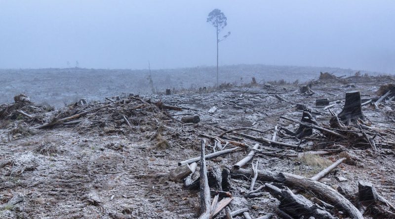 Victoria claims to have stopped native logging. So why is it importing Tasmanian forests?