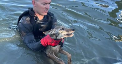Stunned firefighters rescue ‘dog’ from Florida lake that turned out to be coyote pup