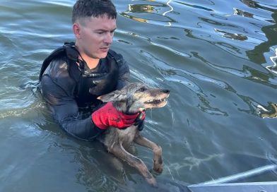 Stunned firefighters rescue ‘dog’ from Florida lake that turned out to be coyote pup Stunned firefighters rescue ‘dog’ from Florida lake that turned out to be coyote pup