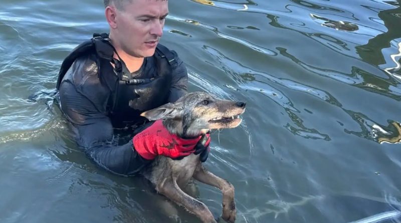 Stunned firefighters rescue ‘dog’ from Florida lake that turned out to be coyote pup