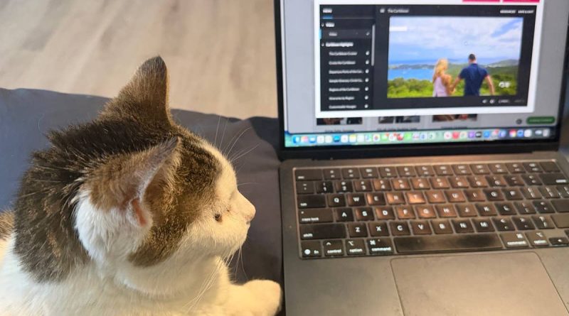 Petco pulls back on what Amazon and Chewy can’t match